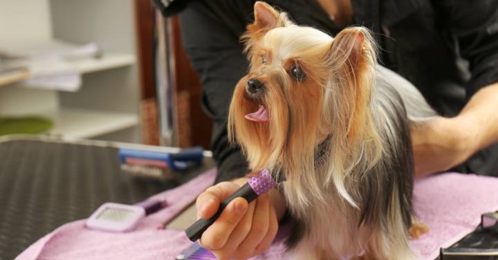 A Yorkie being brushed with a slicker brush, a bristle brush and a pin brush