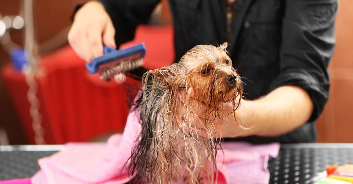 A Yorkie being brushed with a slicker brush to remove loose hair and tangled hair