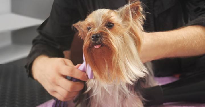 A Yorkie being groomed, demonstrating the importance of establishing a regular grooming routine