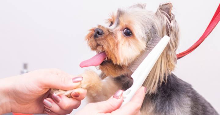 A Yorkie being groomed with a brush and a comb