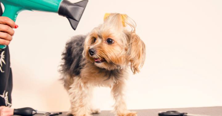 A Yorkie being groomed