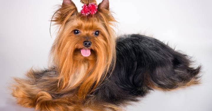 A Yorkie with a healthy coat