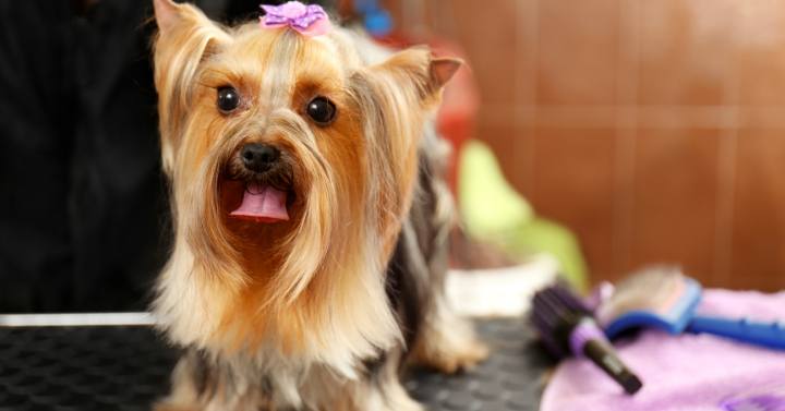 A Yorkie with a long coat