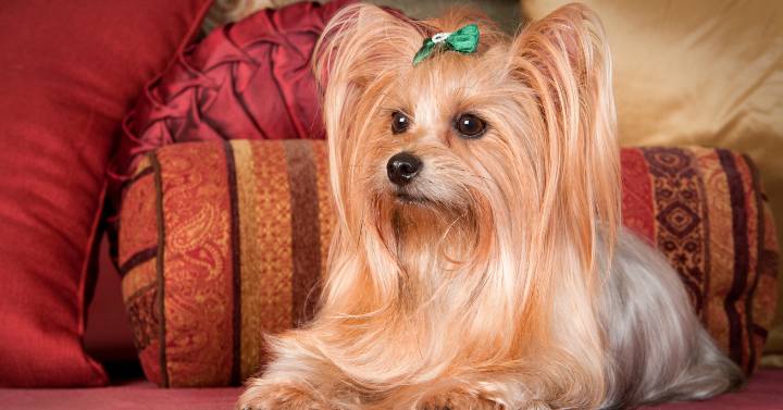 A Yorkie with a silky coat