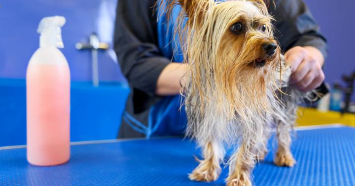 A bottle of detangling spray and a bottle of leave-in conditioner, two Yorkie grooming accessories