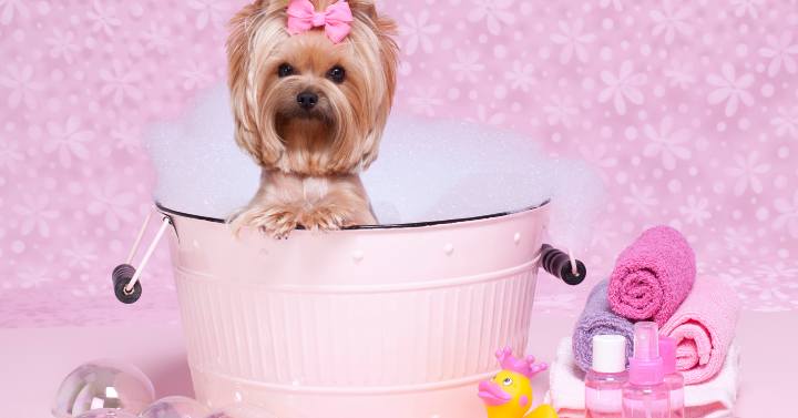 A Yorkie in a bathtub with bottle of shampoo and conditioner specifically designed for Yorkies
