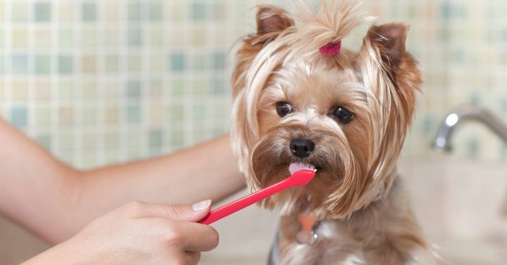 A dog toothbrush and toothpaste, essential tools for Yorkie dental care