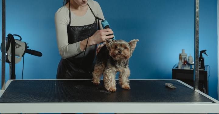 A great opportunity to groom your pup with professional help