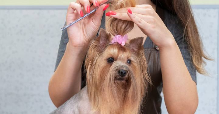 A groomer with a Yorkie in their arms, showing the importance of finding a qualified groomer