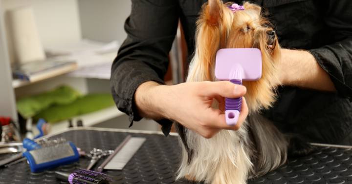 A person brushing a Yorkie's coat, part of the regular brushing routine