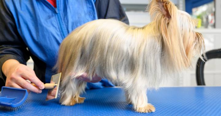 A person brushing a Yorkie's coat