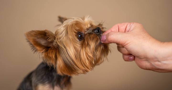 A person rewarding their Yorkie with a treat, part of the DIY grooming tips and tricks