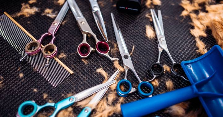 A picture of a set of affordable Yorkie grooming tools including a comb, brush, and scissors.