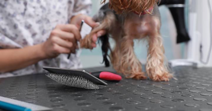 A selection of grooming tools for Yorkies