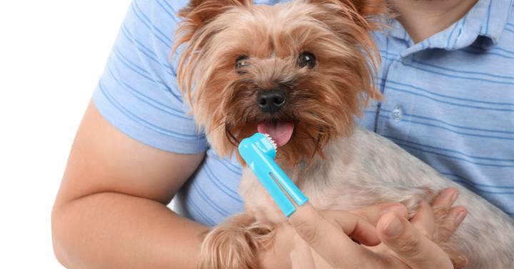 A small toothbrush and toothpaste, perfect for Yorkies