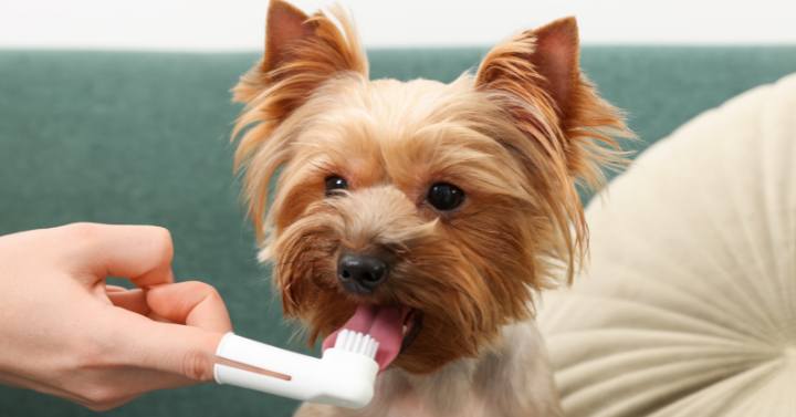 a Yorkie getting teeth brushed by a groomer