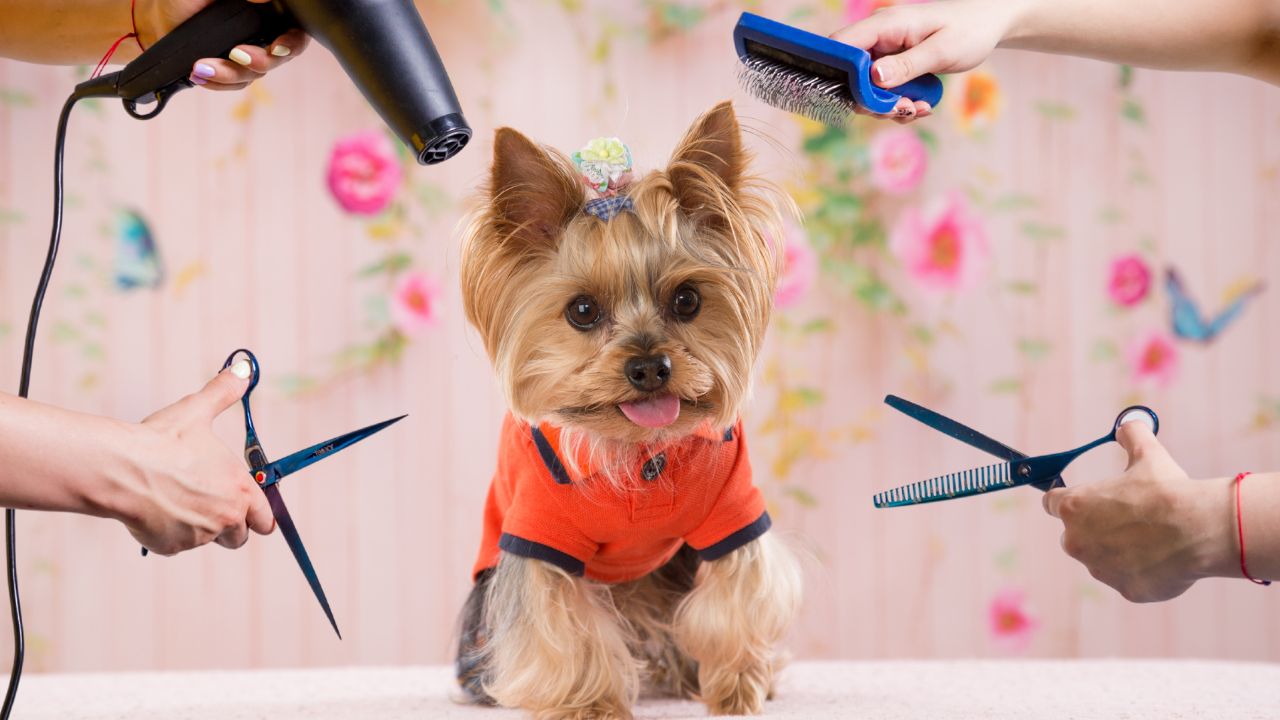 Small Yorkie Pup sitting surrounded by Affordable Yorkie Grooming Tools