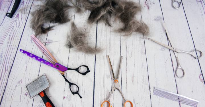 An image showcasing the best Yorkie grooming tools including a slicker brush, a comb, and nail clippers