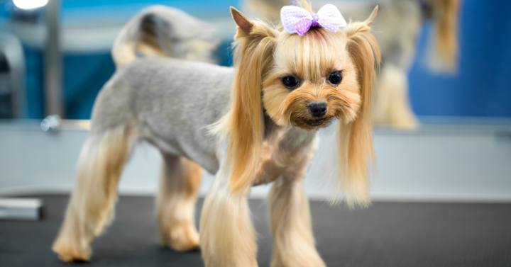 Small Yorkie perfectly groomined with pink and violet bow in hair and long ponytails