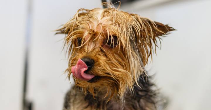 Small Yorkie with medium length hair on face and around eyes needing to be groomed