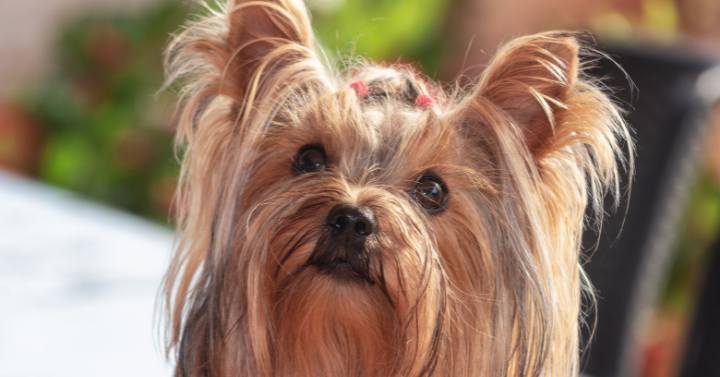 Yorkie looking at camera with long facial and ear hair needing to be groomed