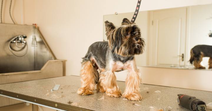 Small Yorkie getting groomed on table at pet salon