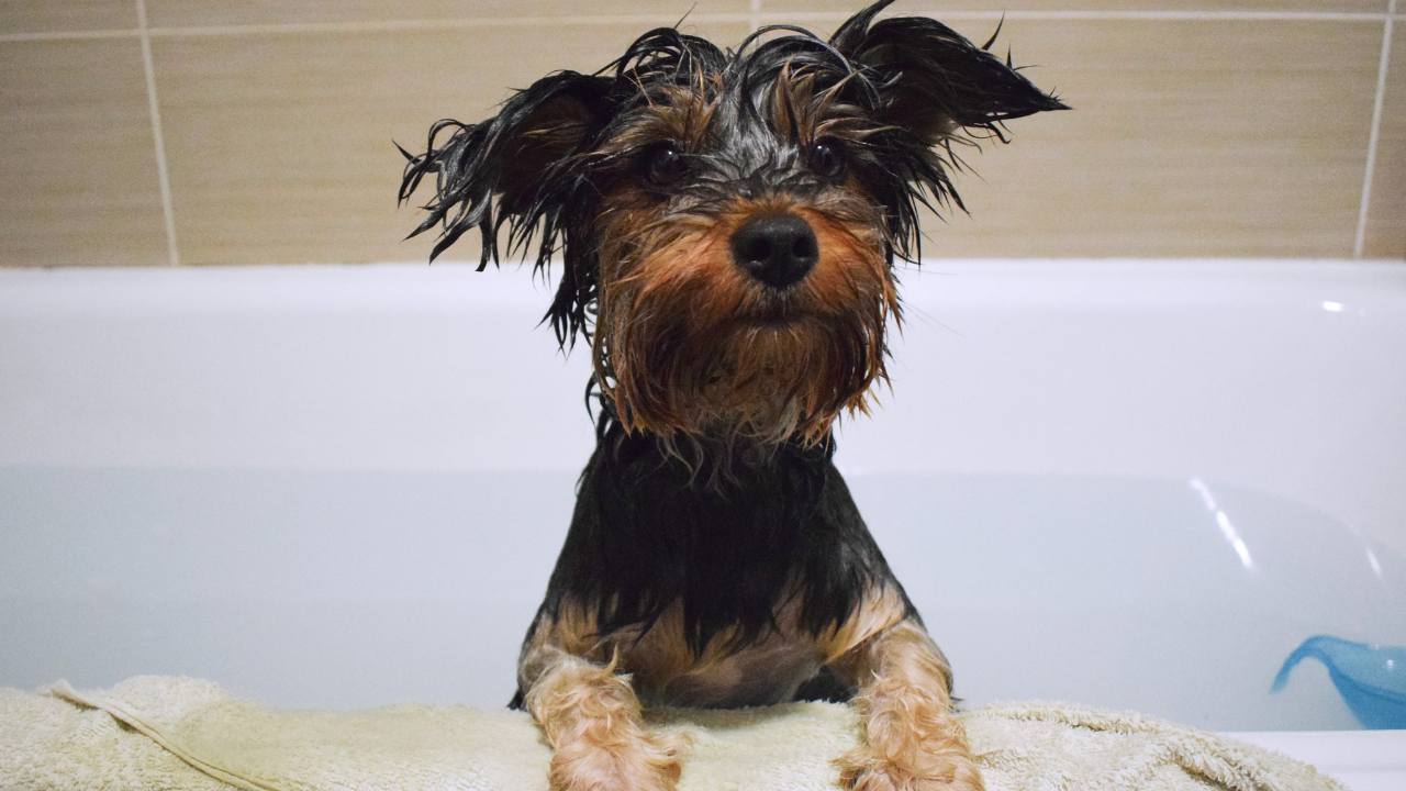 Wet Yorkie standing up in bathtub awaiting pet owners care and grooming