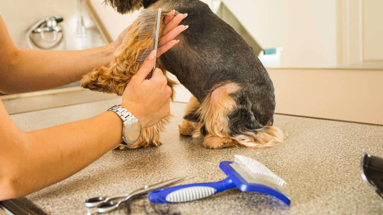 Woman grooming Yorkie with Essential Yorkie Grooming Equipment