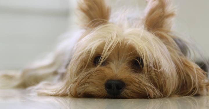 Yorkie slumped on the floor in need of a grooming session