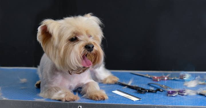 Yorkshire terrier on grooming table next to essential dog grooming tools