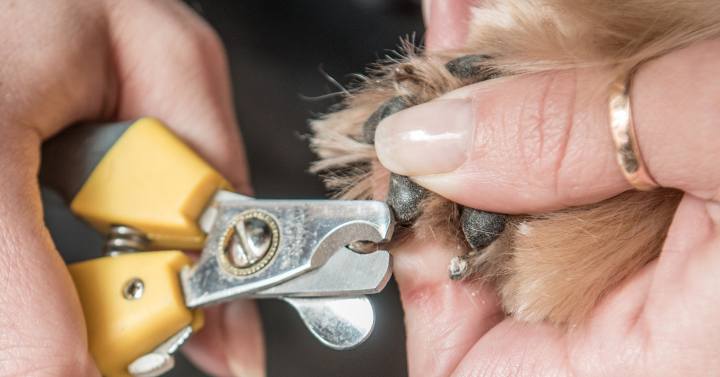 female groomer trimming and polishing Yorkie Nails