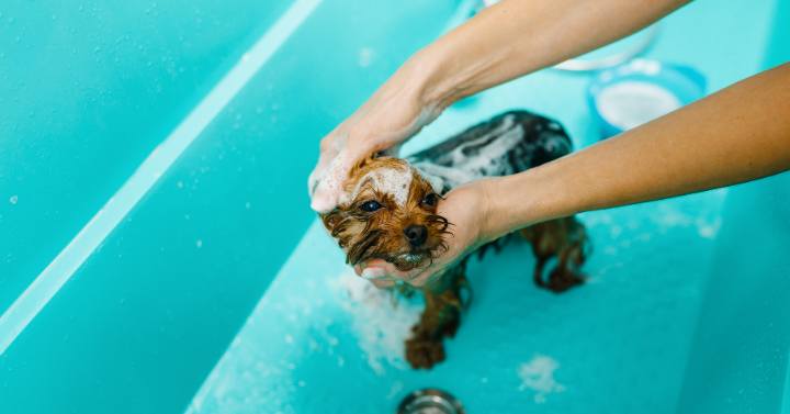 groomer bathing Yorkie using shampoos and conditioners made for Yorkies dogs