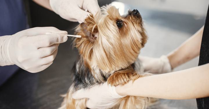 groomer cleaning a Yorkie's ears with ear cleaning solution