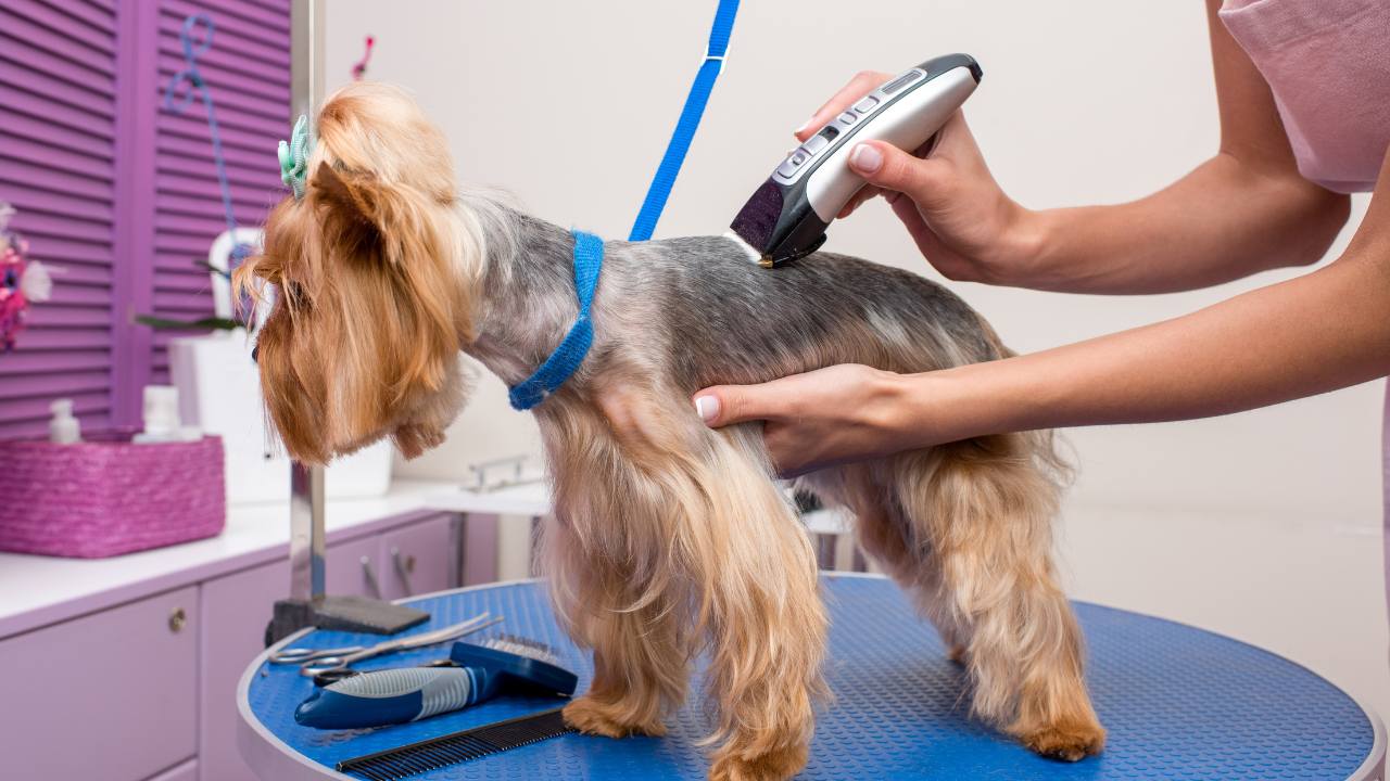 groomer holding easy-to-use yorkie grooming clippers