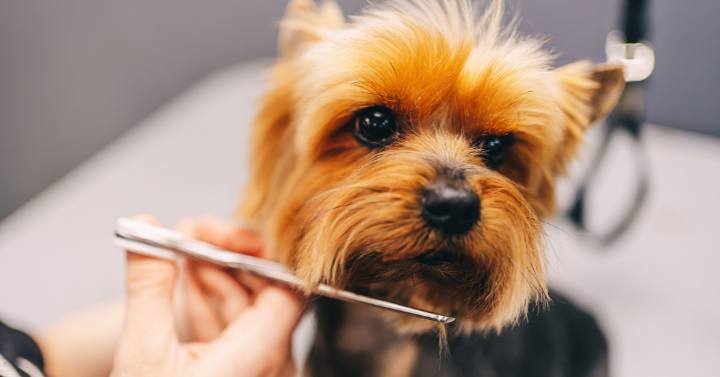 grooming scissors trimming a Yorkie's mane