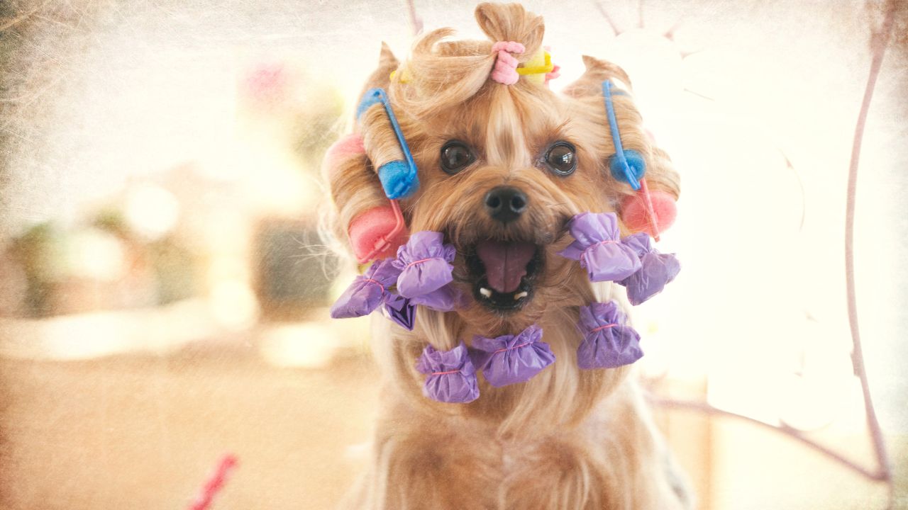 happy yorkie dog with mouth wide open and hair curlers in its hair