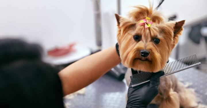 pet groomer displaying must-have pet grooming supplies and tools