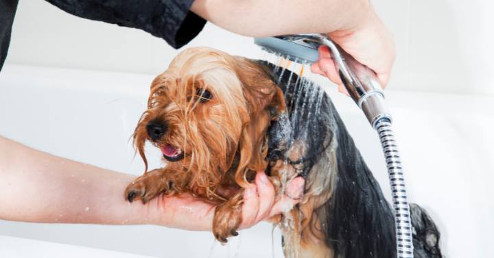 pet groomer giving a small yorkie a bath in a pet salon