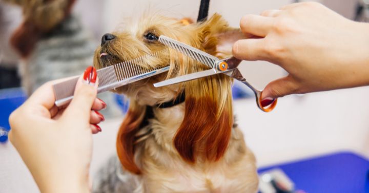 pet groomer trimming Yorkie's face and ears