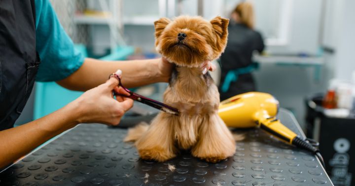 pet groomer using small, sharp, Yorkie grooming scissors to trim hair