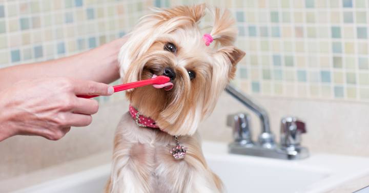 pet owner brushing Yorkshire terrier in bathroom