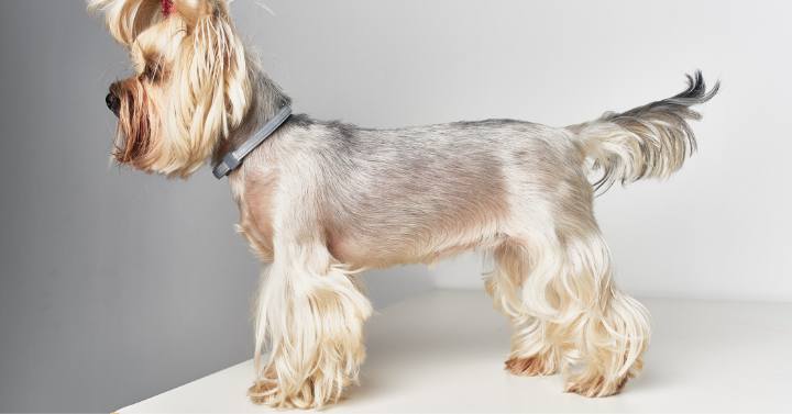 purebred Yorkie dog posing showing beautiful grooming