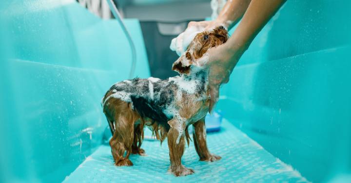 shampoo and other bath time basics for Yorkies