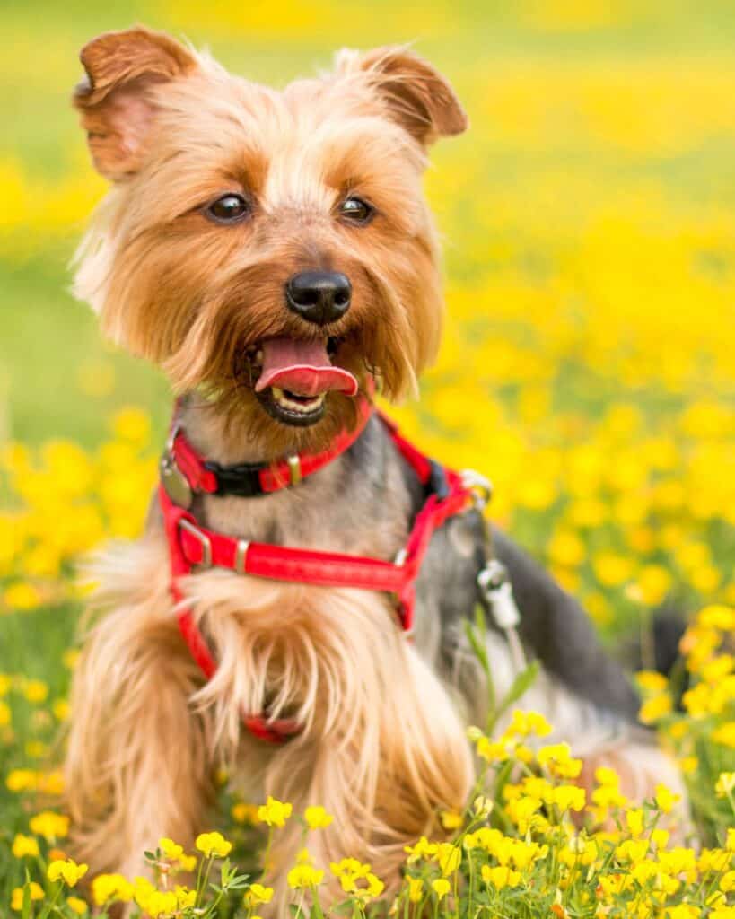 tan and black yorkshire terrier with smiling with mouth open in a field of yellow lilies