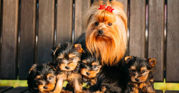 well groomed Yorkie Puppies and Older Yorkie