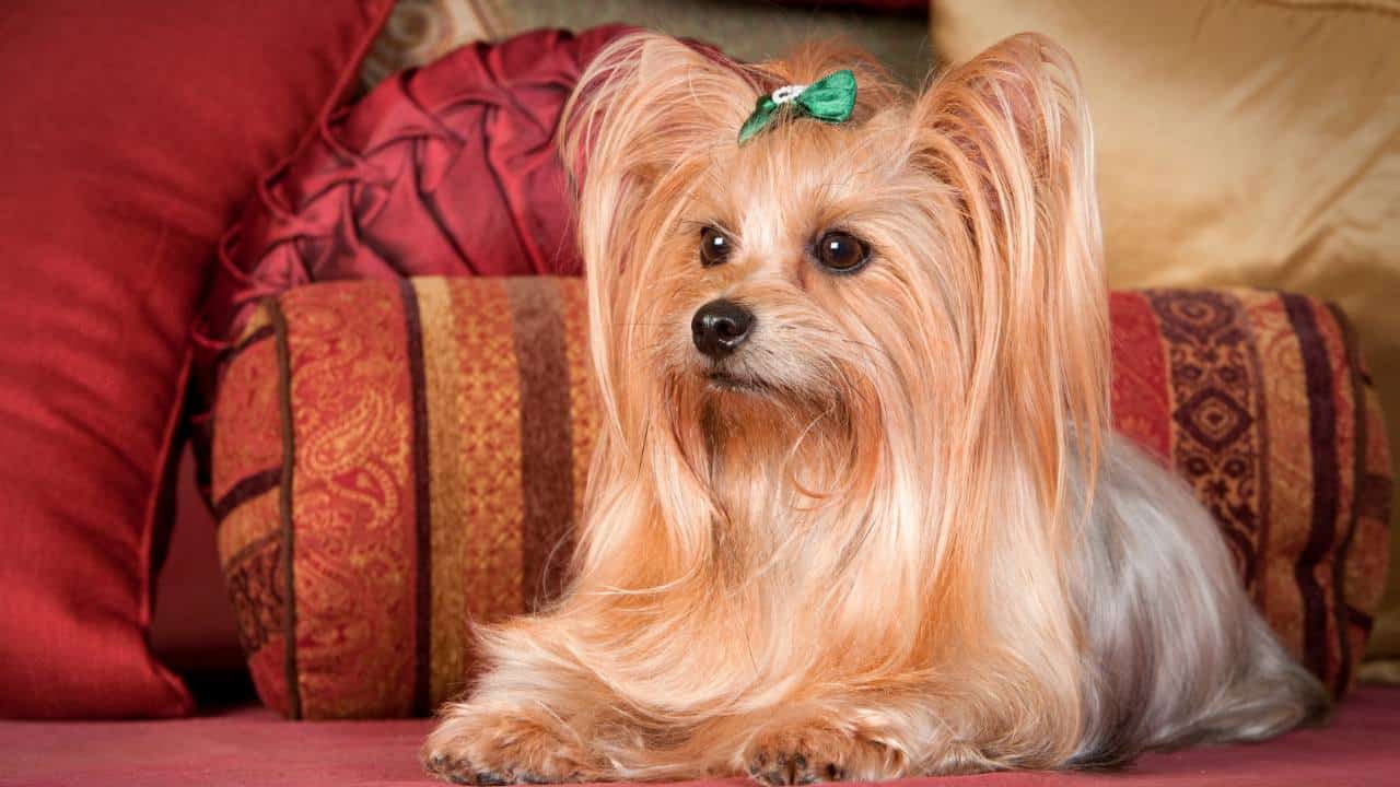 A Yorkshire Terrier with a Healthy Coat