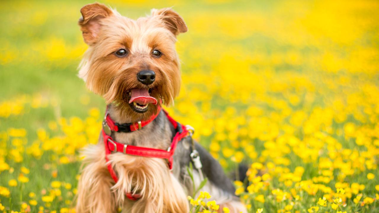 Close-up of a Yorkshire Terrier's face with a clean and well-groomed coat