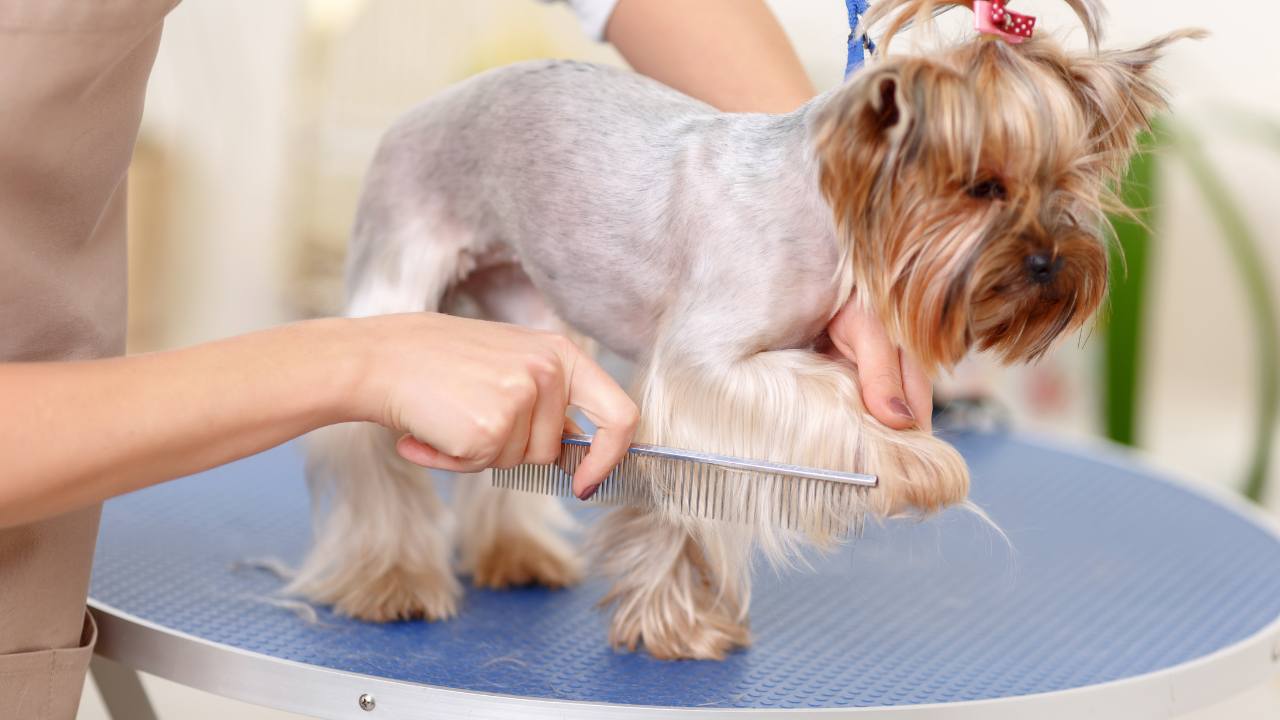 Gentle Yorkie grooming techniques