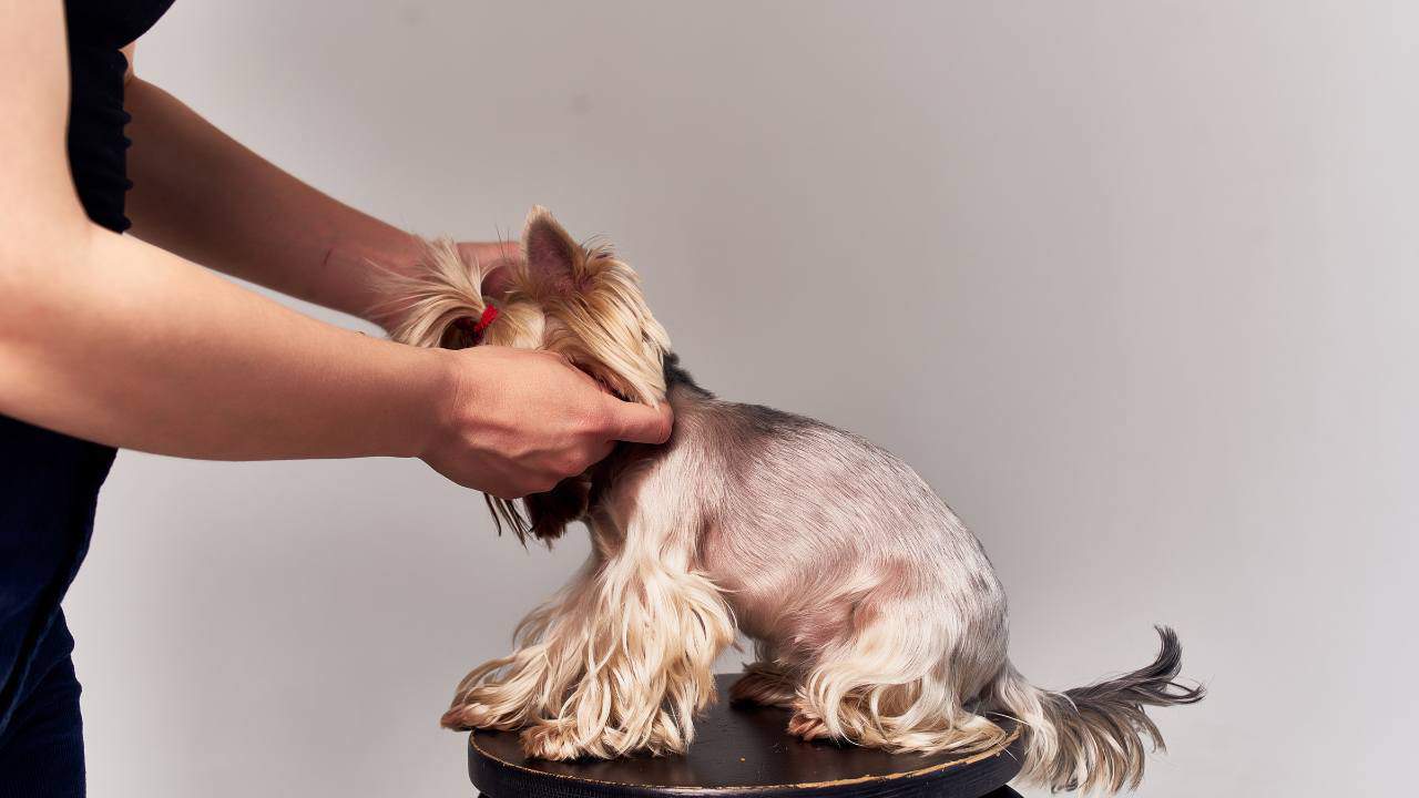 Pet owner preparing a Yorkie for grooming using Time-Saving Yorkie Grooming Strategies