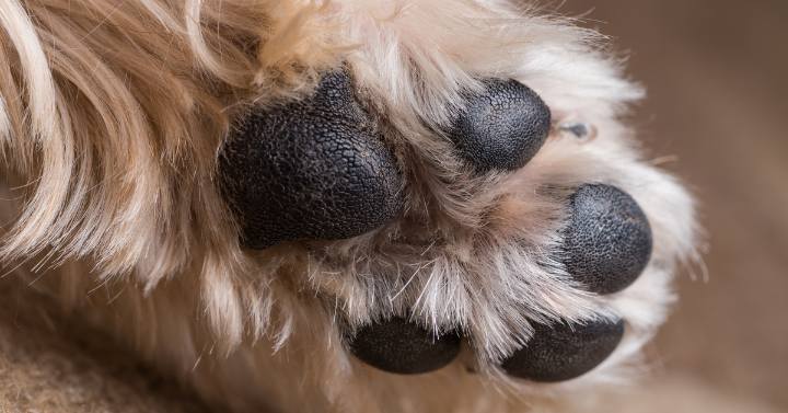 a healthy yorkie paw due nail and paw care